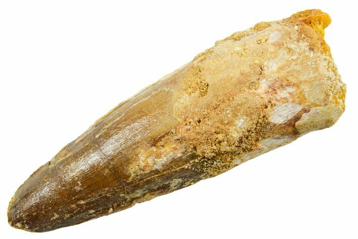 Fossil Spinosaurus Tooth - Feeding Worn Tooth #364229